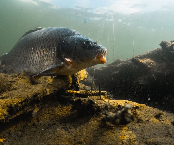 Aquatic Invasive Species Examples Asian Carp