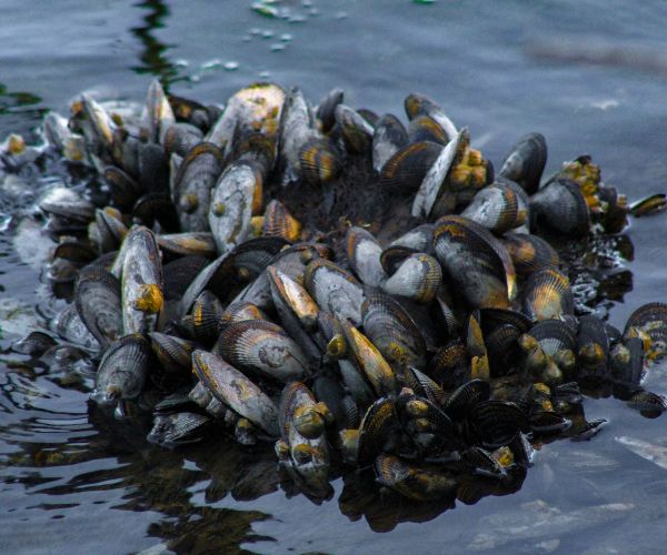 Which Is an Example of an Aquatic Nuisance Species (ANS)?